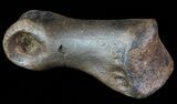 Struthiomimus Toe Bone - Montana #66432-1